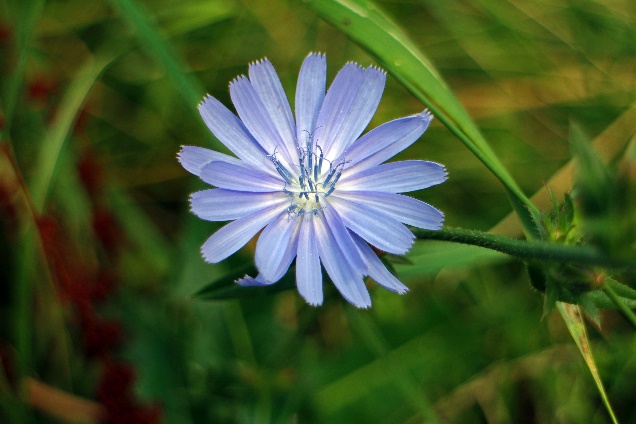 欧瑞莲益生菌